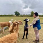 a person petting a group of llamas