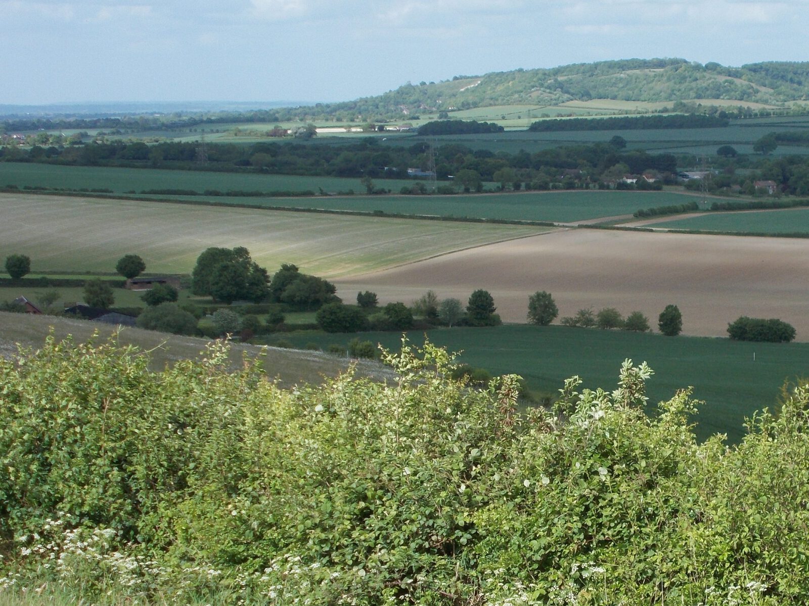 Fields and hedgerows below Whiteleaf Hill in the Chiltern Hills, Buckinghamshire